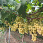 Image-2024-01-17-at-09.01.25